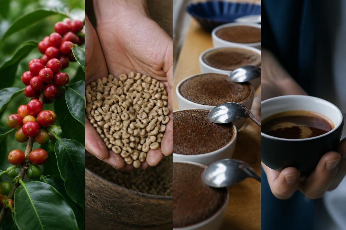 Top Rated Gourmet Coffee: A Guide to Excellence - Pixies Brew
